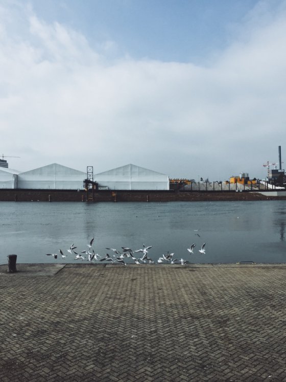 Birds