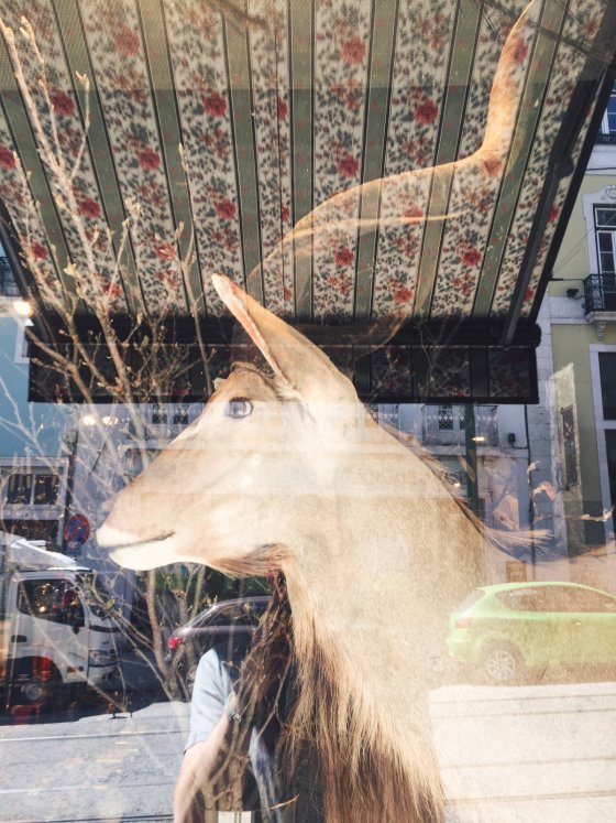 Window Hunting, Lisbon