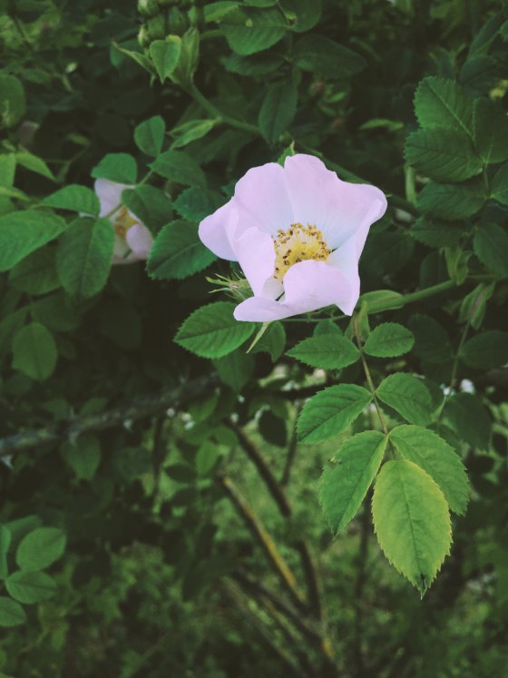 Rosa canina
