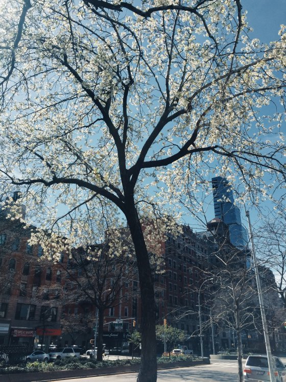 City Blossoms