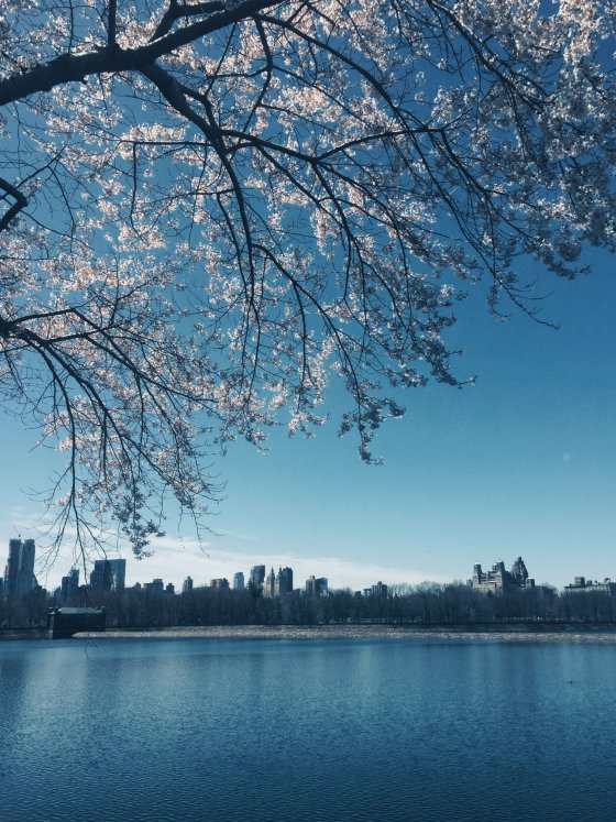 City Blossoms 