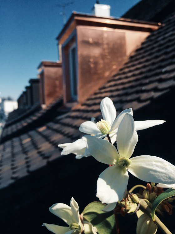 Rooftop Flower