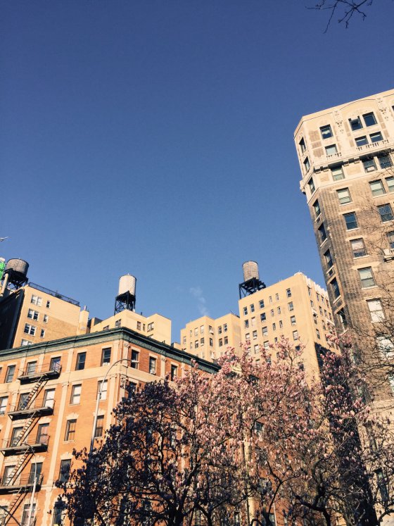 City Blossoms