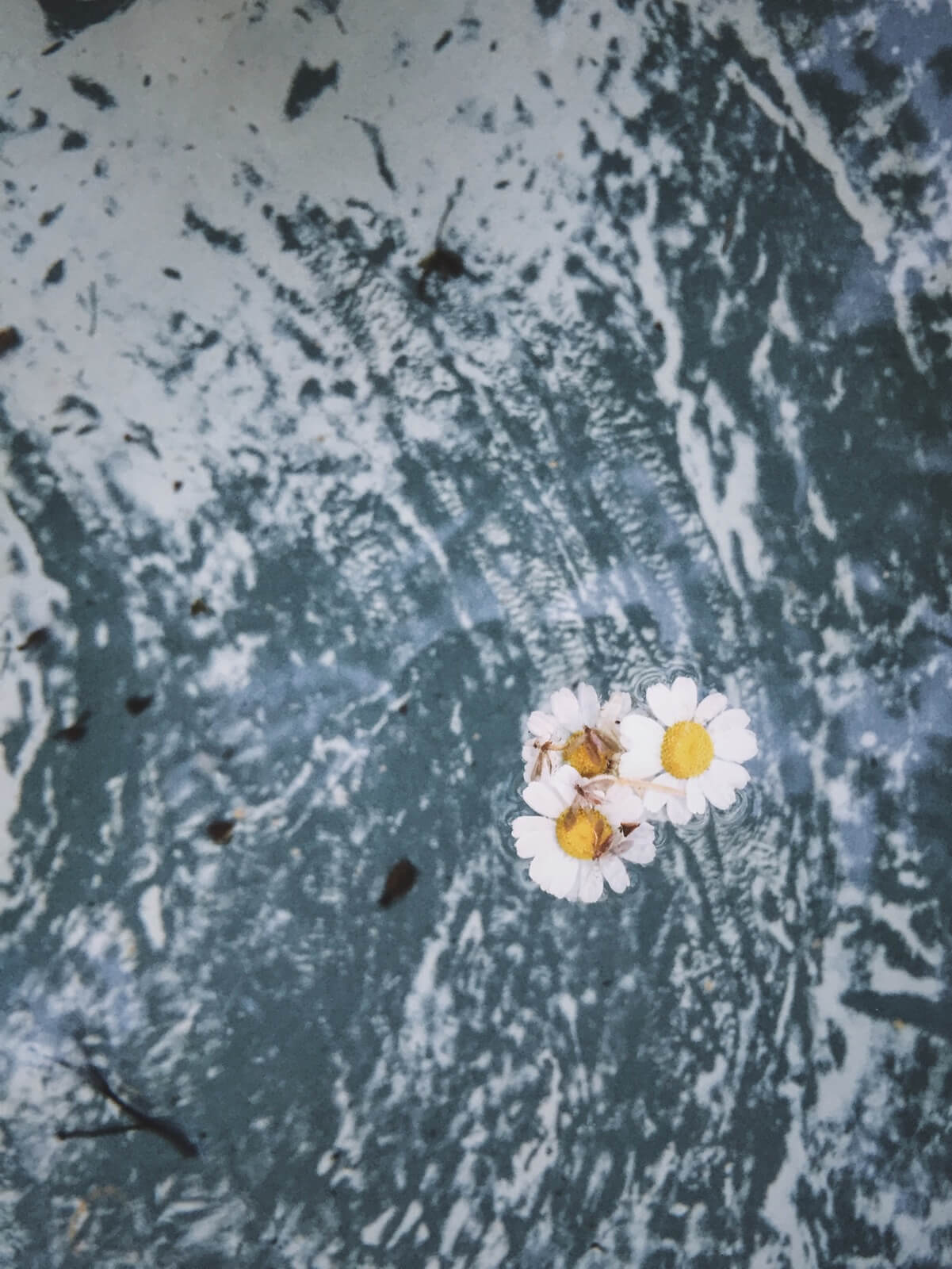 Swimming Daisies