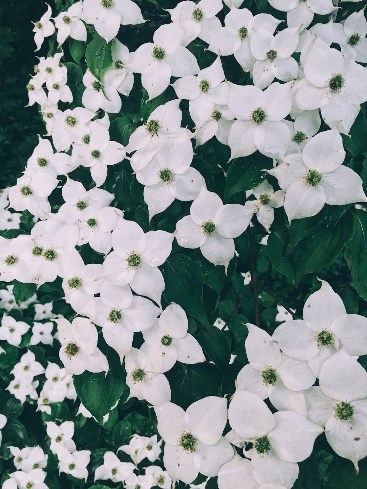 White blossoms