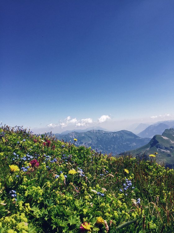 Alpine Flora