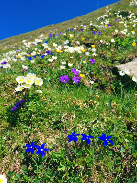 Alpine Flora