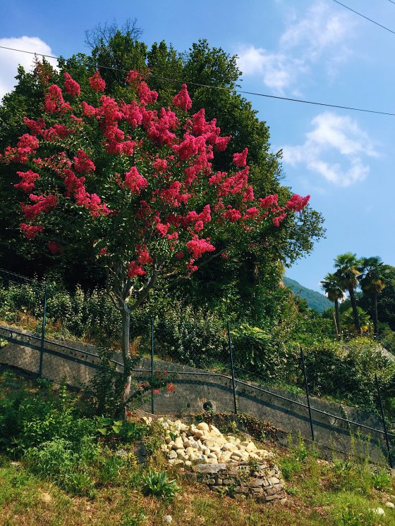 Mediterrean Botanics