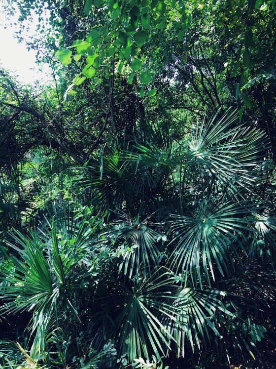 Jungle