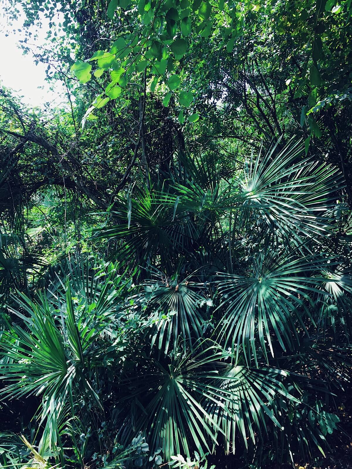 Jungle