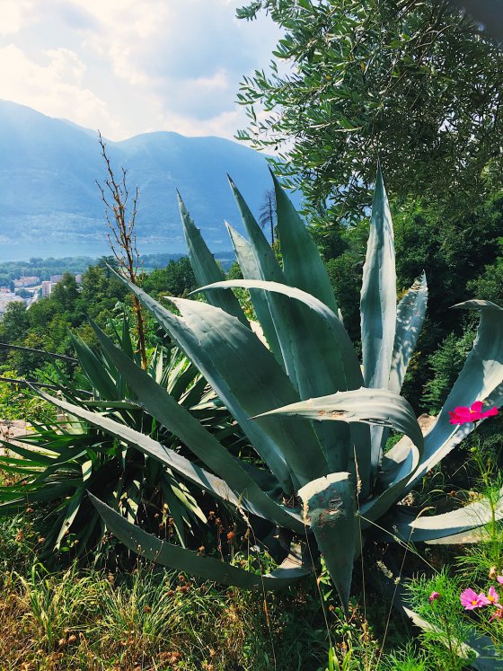 Mediterrean Botanics