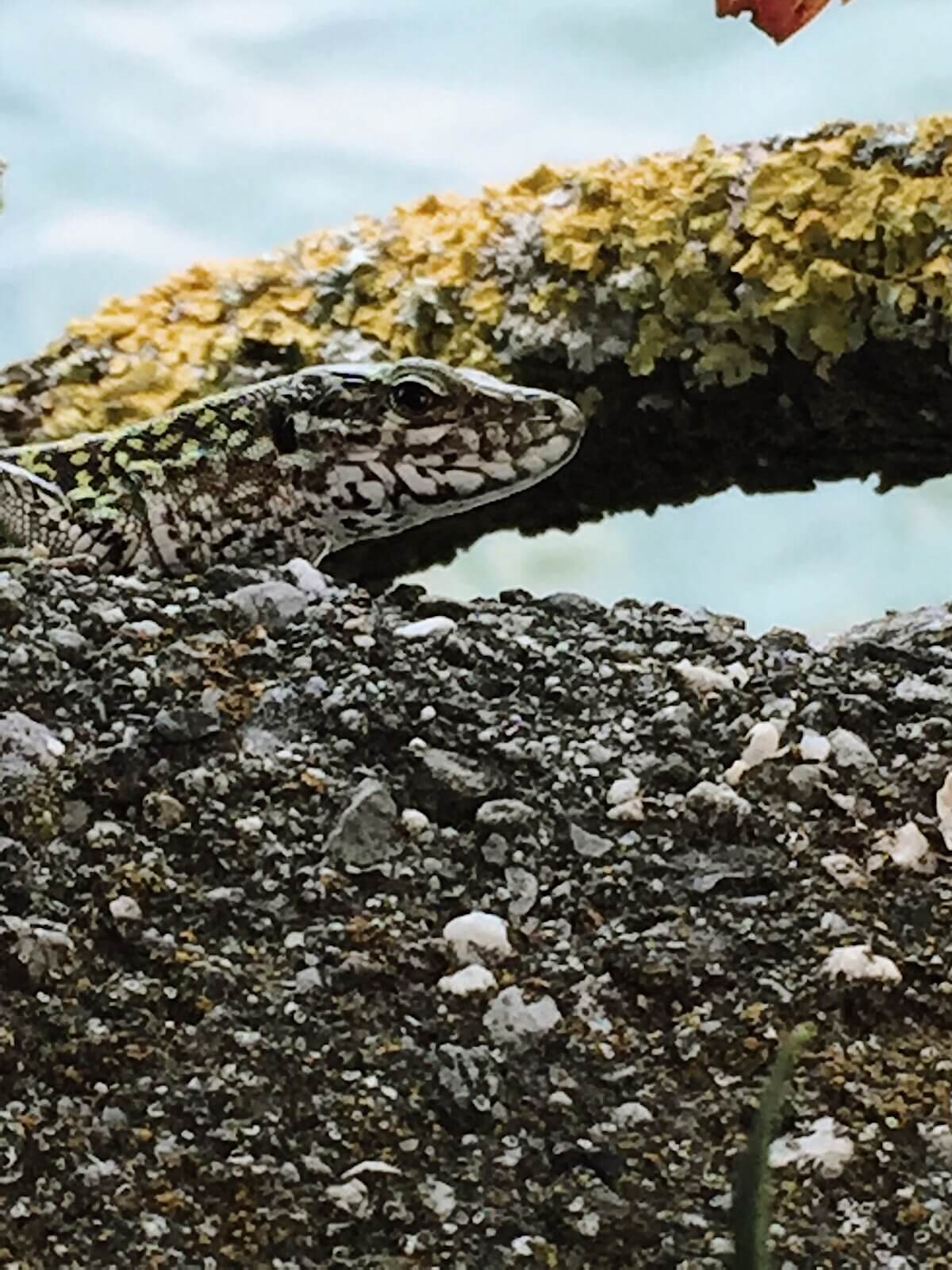 Lizard