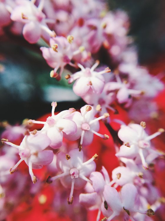 Little blossoms