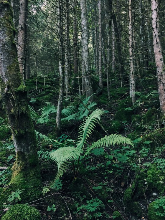 Fern
