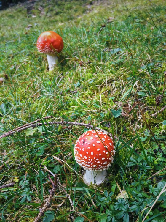 Fly Agaric