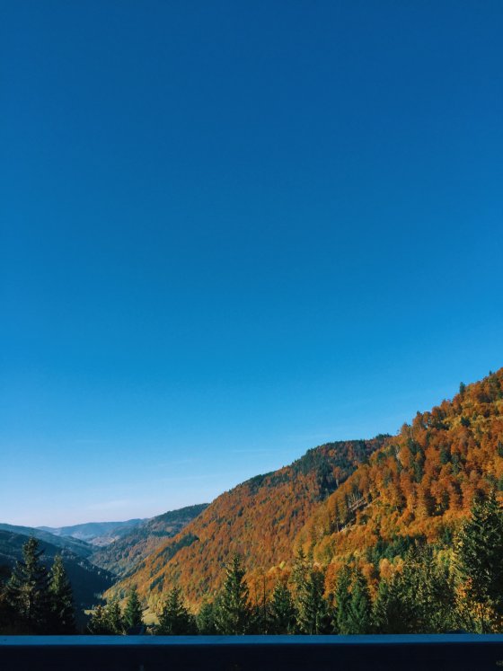 Colorful Black Forest