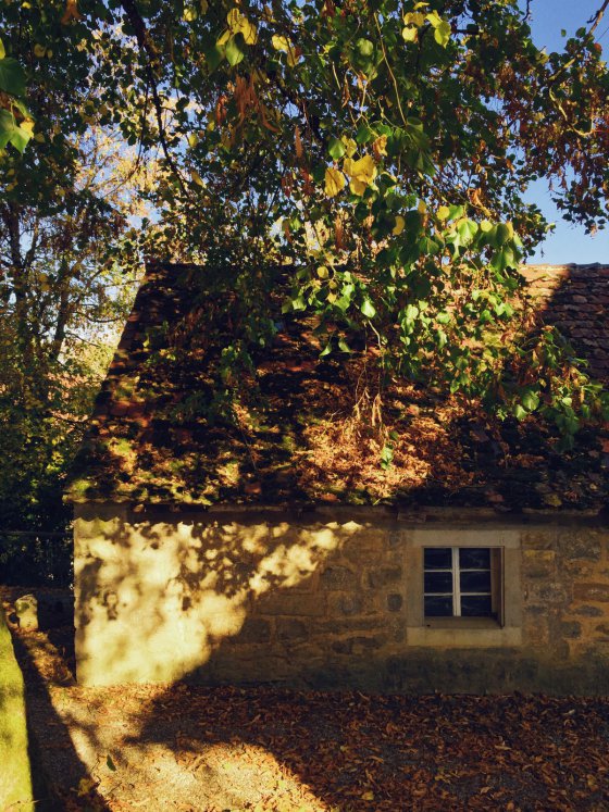 Under the Lime Tree