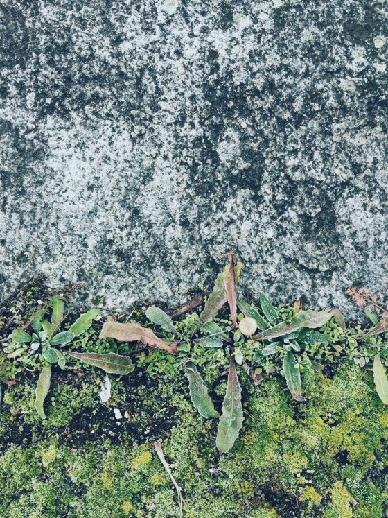 Winter green