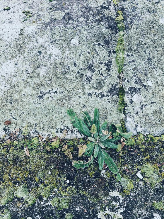 Winter green