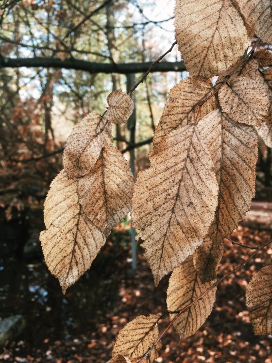 The last leaves