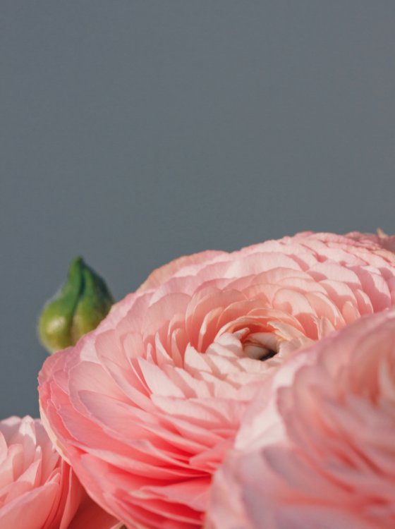 Persian Buttercup