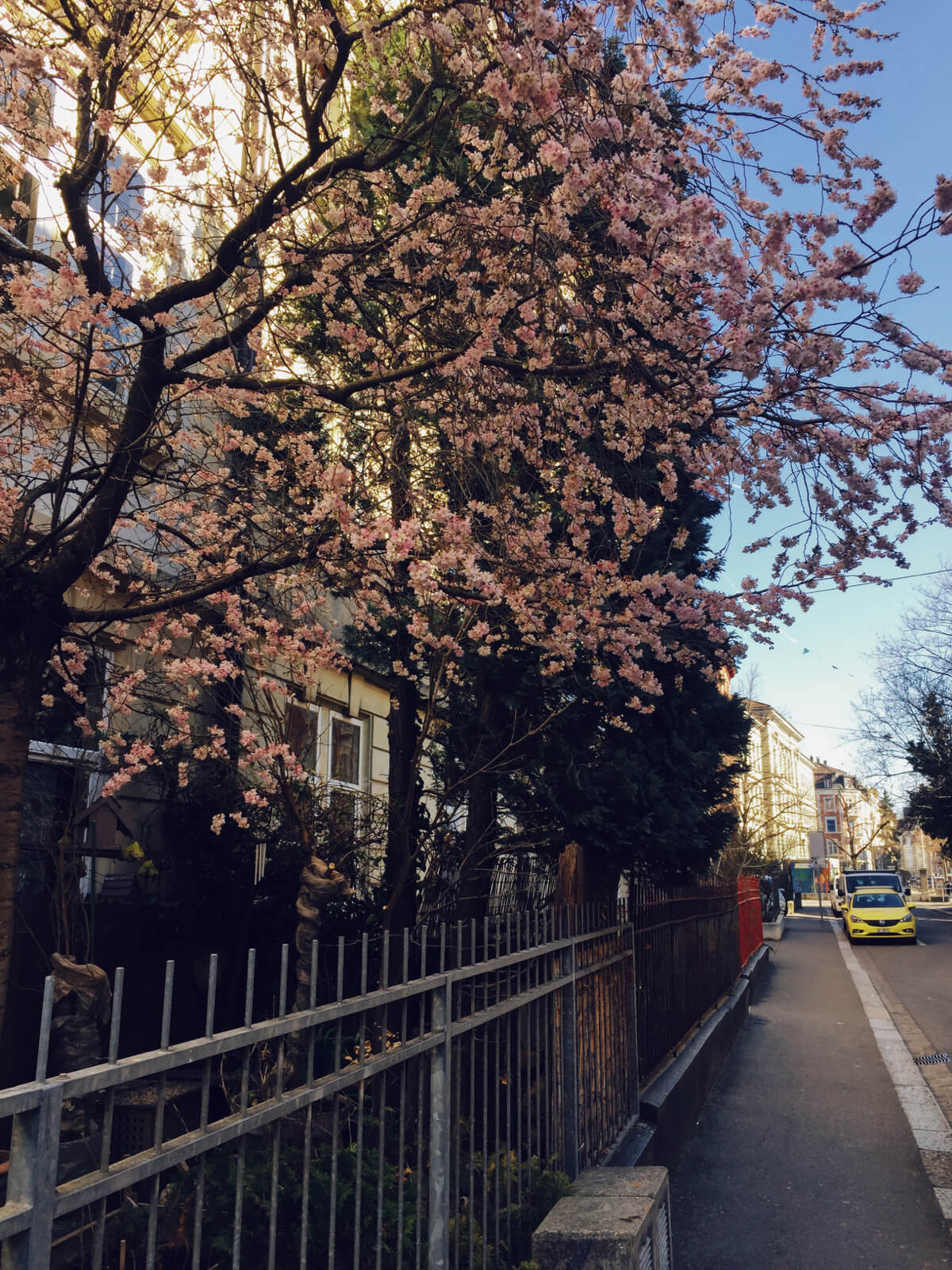 Early Spring