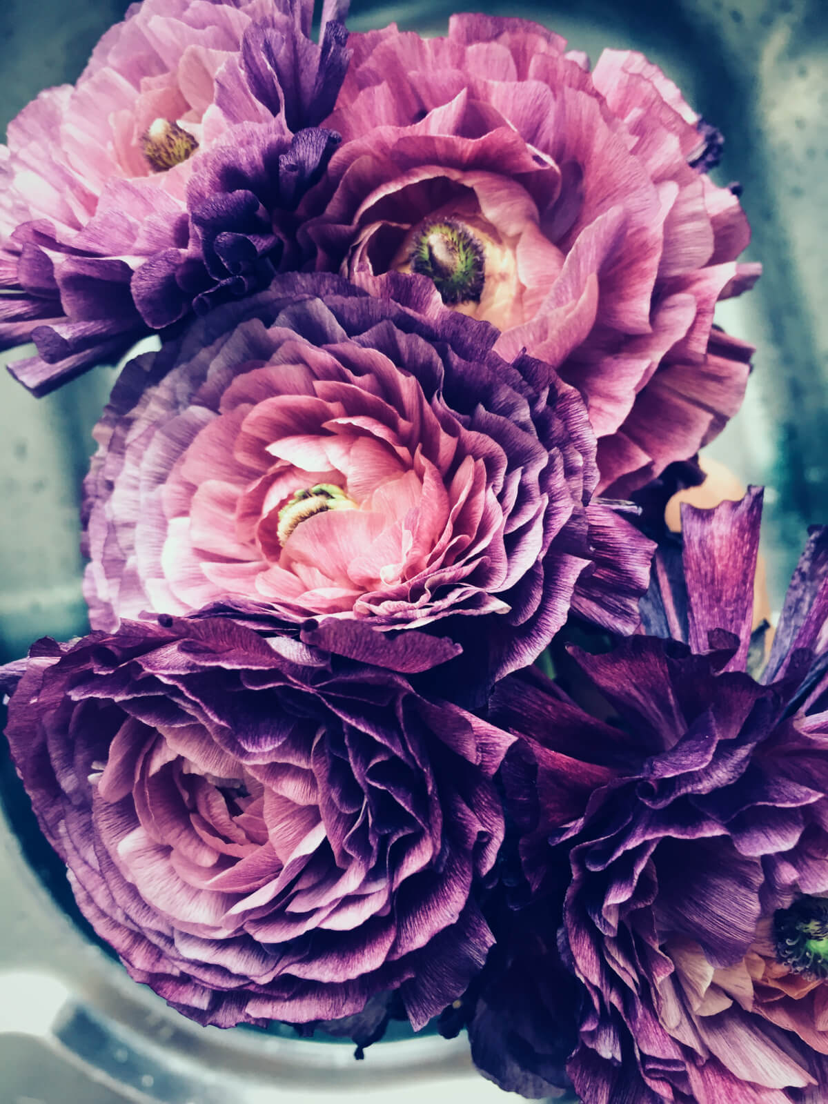 Persian Buttercups