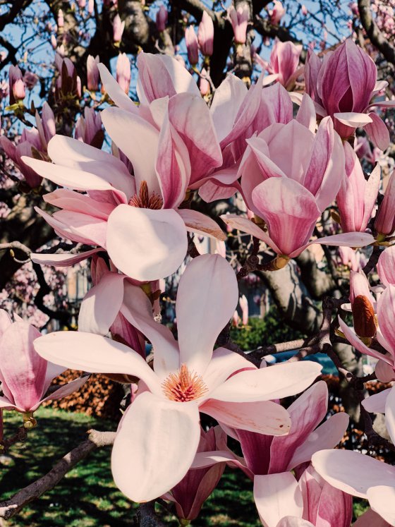 Magnolia