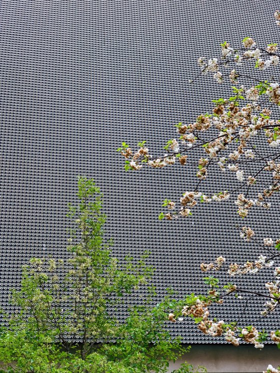 Dots and Blossoms