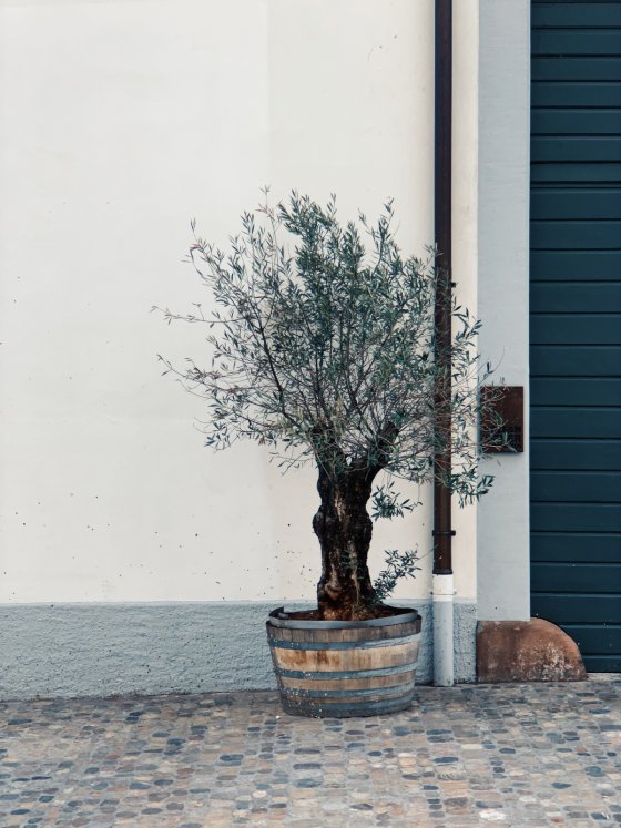 Mediterranean Glimpse
