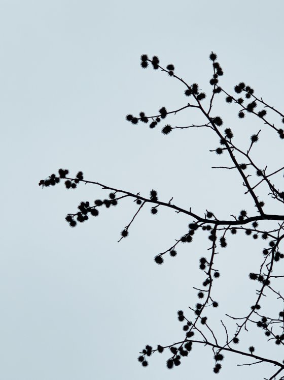 Branches