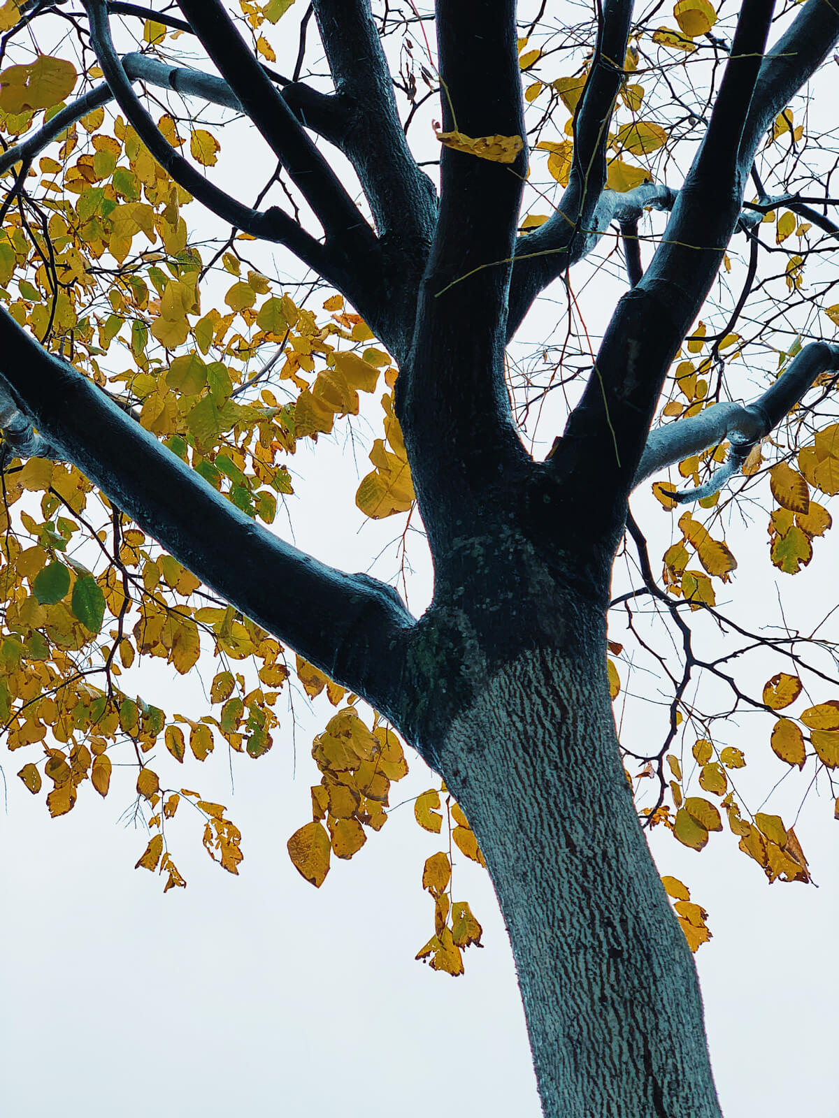 November tree