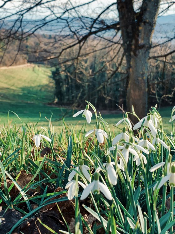 First glimpse of spring