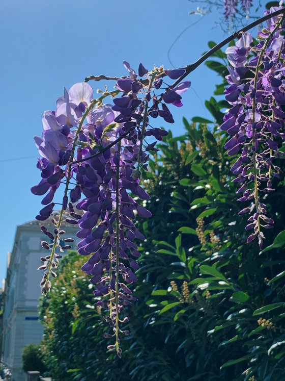 Wisteria